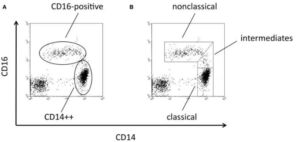 Figure 4. Les sous-populations monocytaires en fonction de l’expression du CD14 et du  CD16  (Ziegler-Heitbrock  and  Hofer,  2013)
