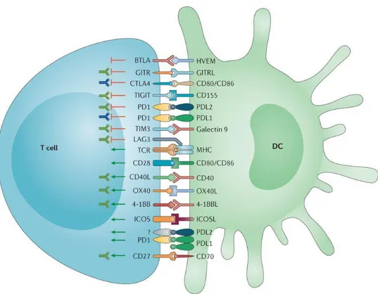 Figure  8.  Les  interactions  entre  un  lymphocyte  T  et  une  cellule  présentatrice  d’antigènes ou  la  synapse  immunologique  (Wykes  and  Lewin,  2018)