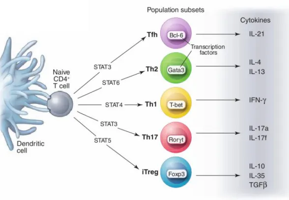 Figure  9.  Les  différentes  sous-populations de  lymphocytes  T  CD4 +   après  activation  par 