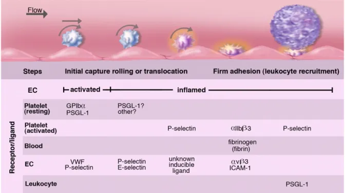 Figure 12. Rôle des plaquettes dans le recrutement de leucocytes (Wagner and Frenette,  2008)