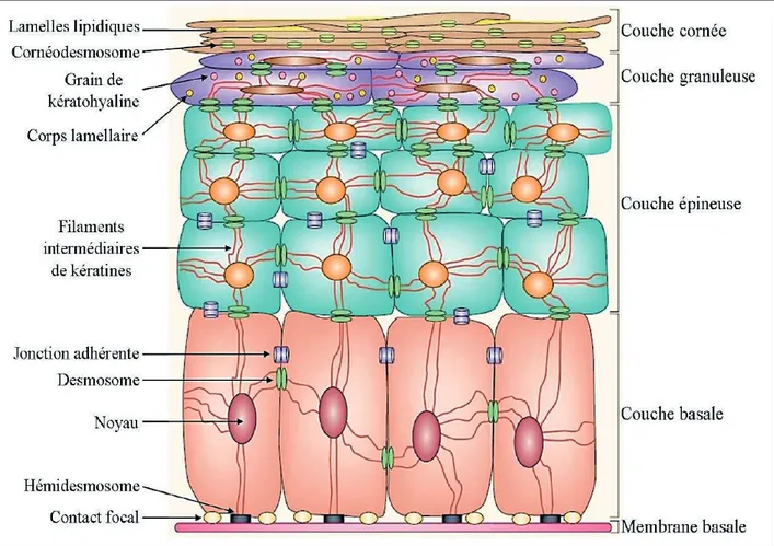 Figure 2 - Stratification de l’épiderme