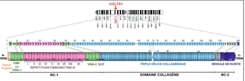 Figure 7 - Représentation schématique de l’organisation de l’ARNm de COL7A1