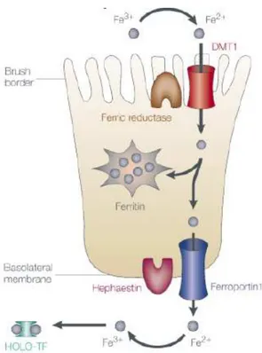 Figure  14 :  Transport  du  fer  dans  le  entérocytes  du  duodénum  (N.C.  Andrews,  Nature  reviews  Genetics 2000)