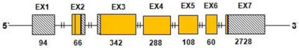 Figure 12 : Séquence de PD-L1 humain montrant les 7 exons et leur taille (Shi et al. 2013) 