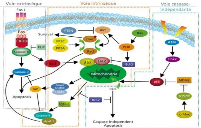 Figure  20  :  Schéma  des  différentes  voies  apoptotiques.  (“Apoptosis  Inducers  -  Apoptosis  and  Cell  Cycle” n.d.) 