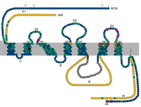 Figure  24 :  Schéma  représentant  NTSR1  (bleu)  et  NTSR2  (jaune),  les  résidus  communs  entre  les  2  récepteurs sont colorés en vert