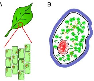 Figure I.2: A: Cells are the small units of life. They can 