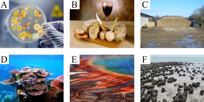 Figure  I.3:  Microorganisms  are  everywhere.  The  usual  association  to  the  word  microbe  is  that  of  a  medical 