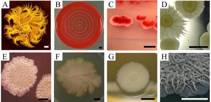 Figure I.5: Shapes of microbe colonies in the lab are variable. Even in controlled conditions, microbes can make 