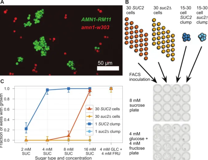 Figure II.11: multicellular structures forms by yeast improve fitness at low glucose. A