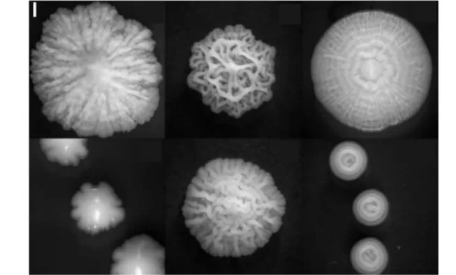 Figure II.12: Variability of wild type colony shapes: This image represents a few different complex morphotypes 