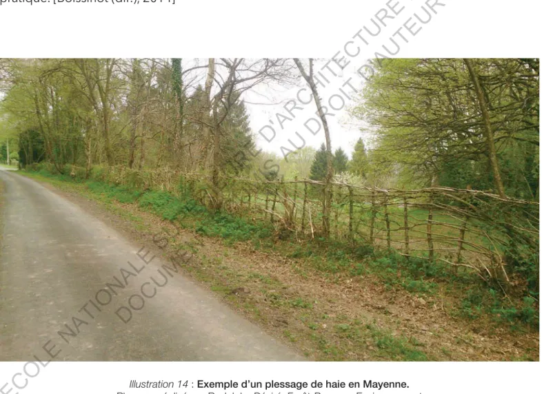 Illustration 14 :  Exemple d’un plessage de haie en Mayenne.