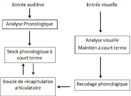Figure 7 : Schéma du Modèle de la boucle phonologique (inspiré de Baddeley, 1993) 