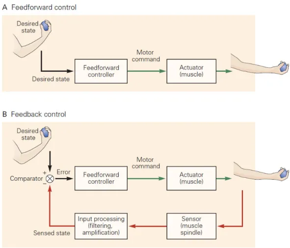 Figure 2:  Contrôle  par  feedforward  et  par  feedback.  A)  Un  contrôleur  par  feedforward  génère  une  o a de  ot i e à pa ti  d u   tat d si 