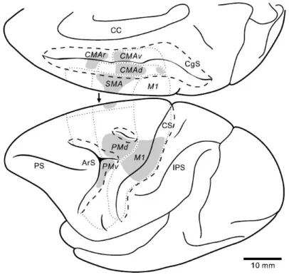Figure 3: schéma représentant les aires motrices du lobe frontal chez le macaque. Les zones en gris  représentent les parties de ces aires motrices contribuant à la création du faisceau cortico spinal