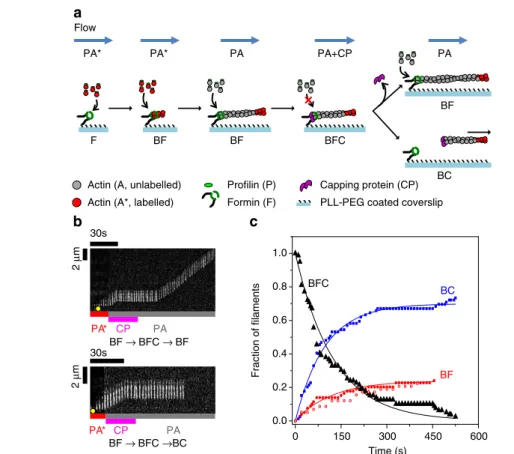 Figure 2 | The BFC state splits into CP-capped (BC) and formin mDia1-bound (BF) states