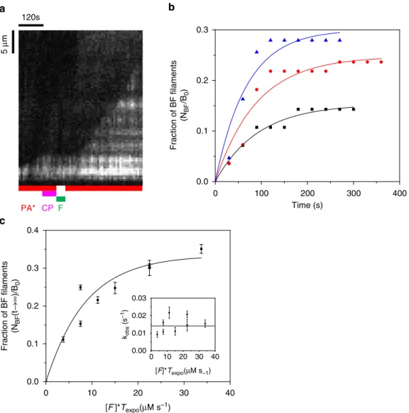 Figure 4 | Formin FMNL2 also binds to CP-capped ﬁlaments and uncaps via a transient BCF state