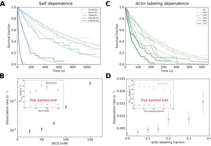 Figure   2.  Impact  of  salt  and  actin  labeling  fraction  of  formin  processivity