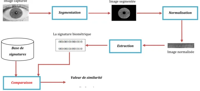 Figure III.3: Etapes de la reconnaissance par l’iris.  III.1.5. Traitement de l'image adaptée  [EMI 07] 