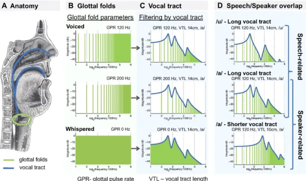 Figure 1.4: Spectral variations in the speech signal. Adapted from von Kriegstein et al