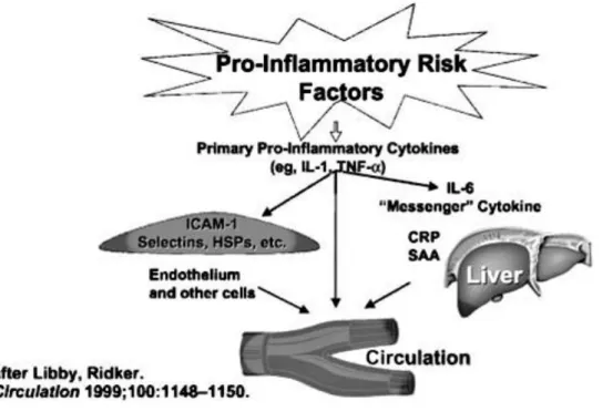 Figure 3 : La cascade inflammatoire. 