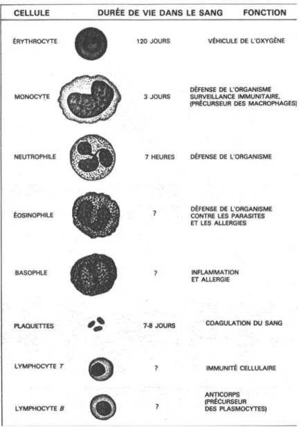 Figure 2. Fonctions et durée de vie des cellules dans le  sang. 