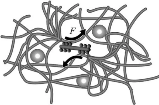 Figure 2.1 – Schematic picture of a myosin filament pulling two actin fila-