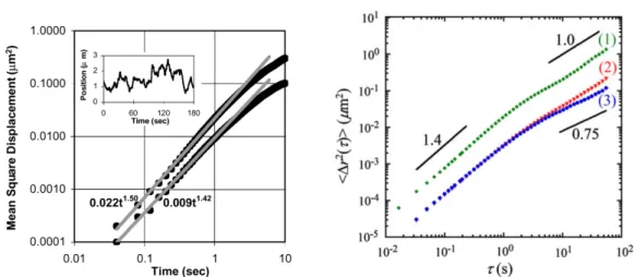 Figure 2.4 – Typical measurements of the mean-square displacement for