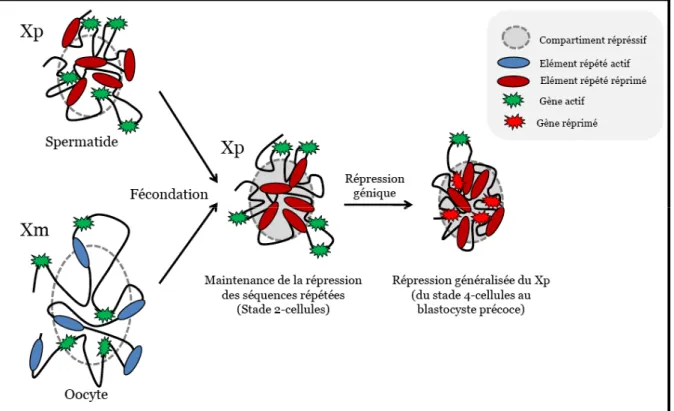 Figure  3 :    Représentation  schématique  de  la  localisation  génique  par  rapport  au  compartiment  hérérochromatique  (principalement  formé  par  les  séquences  répétées)  lors de la mise en place de l’inactivation empreintée