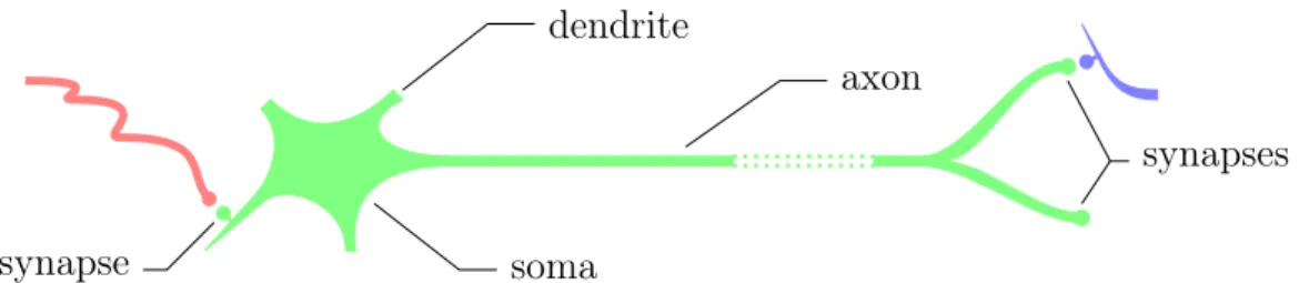 Figure 1.2: Schematic representation of a neuron