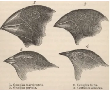 Figure 0.1 : Les pinsons de Darwin, vus par le naturaliste dans les îles Galapagos, ont participé à sa réexion sur la théorie de la sélection naturelle