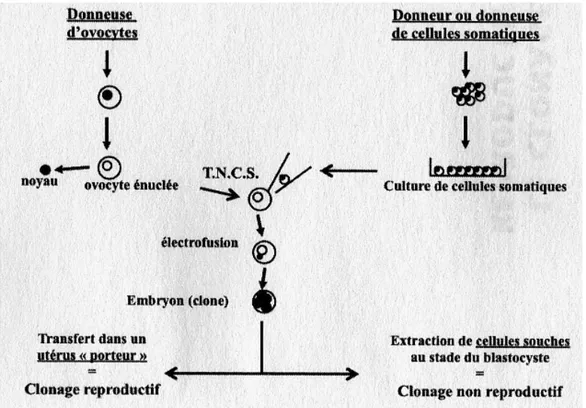 Figure 1 : Le clonage par transfert nucléaire de cellule somatique (TNCS) type Dolly 
