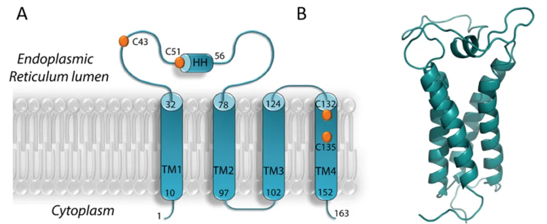 Figure 1.3 – A : modèle à 4 hélices de VKORC1 ; B : visualisation PyMol d’une structure 3D de VKORC1 prédite in silico [20].