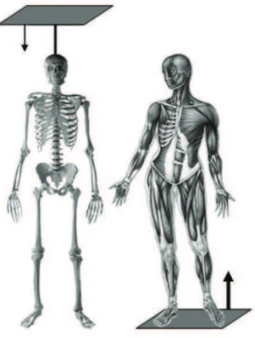 Figure 1.3 – De Moulia et al. [2006]. Chez les animaux, ici l’ˆetre humain, la structure constitu´ee par le squelette, `a gauche, est s´epar´ee du moteur, les muscles `a droite