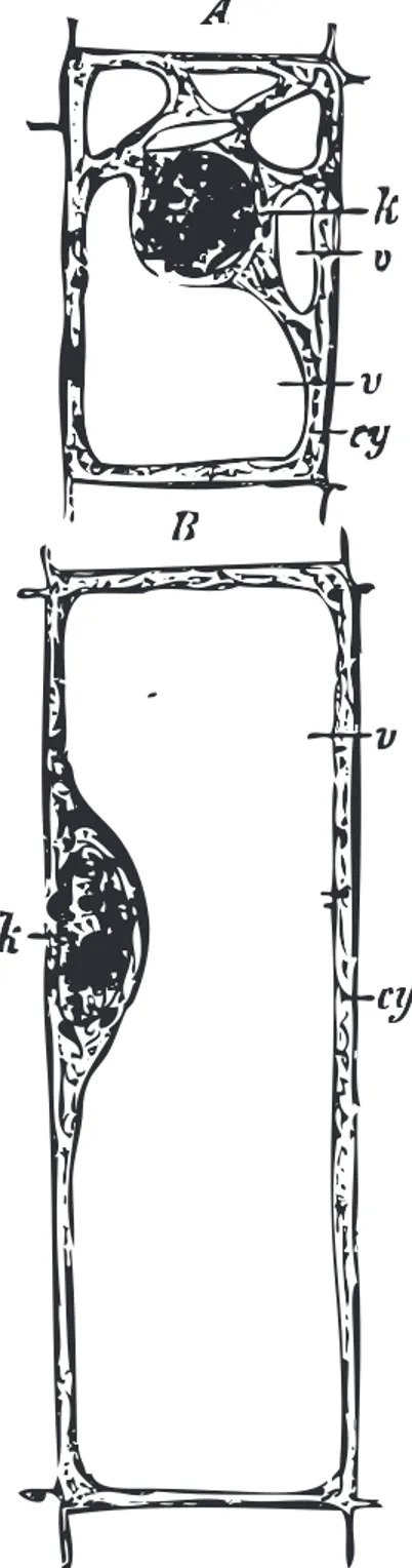 Figure 1.4 – Une repr´esentation de la cellule v´eg´etale d’apr`es Stras- Stras-burger et al