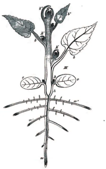 Figure 1.9 – D’apr`es Sachs [1888], ce sch´ema est une id´ealisation de l’architecture d’une plante dicotyl´edone