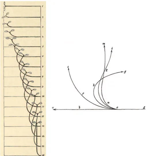 Figure 1.13 – Cin´ematique de redressement de deux plantes, organes a´eriens d’apr`es Strasburger et al