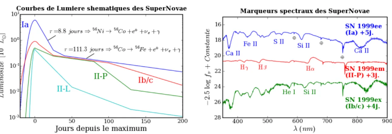 Fig. 1.3: Aspect shématique des courbes de lumières des supernovæ de type Ia, Ib/c, II-P et II-L (À gauche)