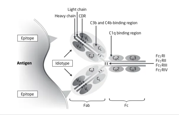 Figure 1. The structure of IgG. The site of interactions between IgG and antigen (epitope) is shown, as  are the binding sites for the complement components C1q and activated C3b and C4b, and the sites of  interaction between the heavy chains of IgG and FcγR.