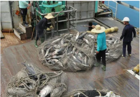 Figure 2 : Atoll de Majuro, mai 2014, une cargaison de thon est transférée du navire de pêche (senne coulissante) vers le  bateau-mer qui va l'acheminer jusqu'aux conserveries asiatiques