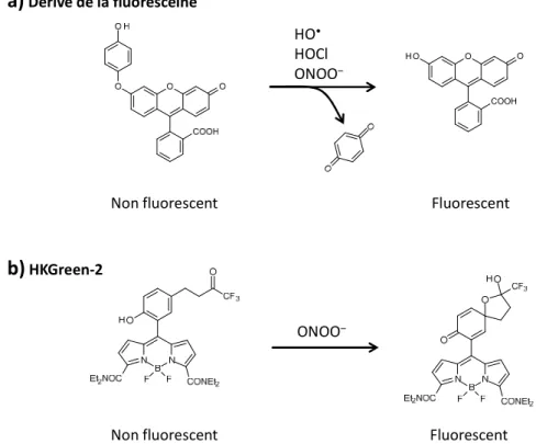 Figure 1.10 Exemples de sondes fluorescentes utilisées pour la détection du ONOO − . 