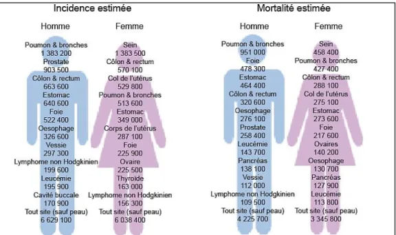 Figure I.5  : Estimation de l’incidence et de la mortalité par cancer dans le monde [GLOBOCAN  2008, http://globocan.iarc.fr/ ; Jemal et al., 2011] 