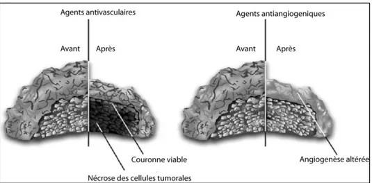 Figure  I.22  :  Différences  entre  les  agents  antivasculaires  et  les  agents  anti-angiogéniques  [McKeage et Baguley, 2010]