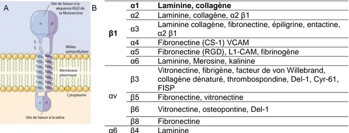 Figure  I.24  :  Intégrines:  structure  et  ligands  endogènes.  A-représentation  schématique  des  intégrines  [http://www.myvisiontest.com]  B-Quelques  exemples  de  liaison  des  intégrines  aux  molécules endogènes [Hwang et Varner, 2004]