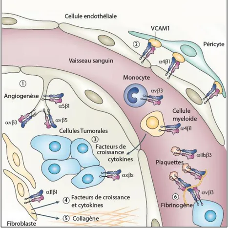 Figure  I.25  :  Implication  des  intégrines  dans  l’angiogenèse  et  la  progression  tumorale  [Desgrosellier et Cheresh, 2010]