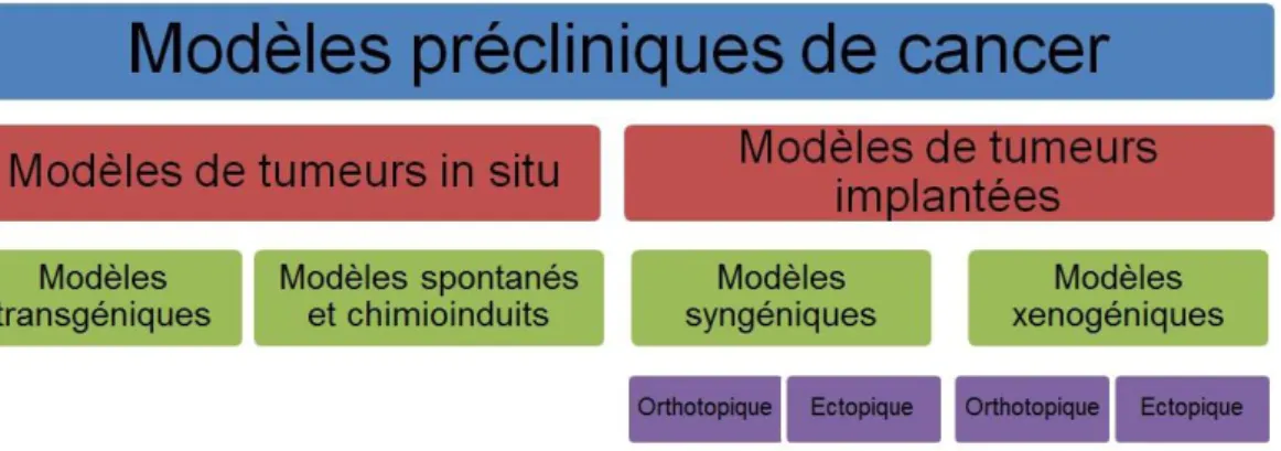 Figure  II.1 :  Représentation  schématique  des  différentes  catégories  de  modèles  de  cancer  utilisés en préclinique [McConville et al., 2007]