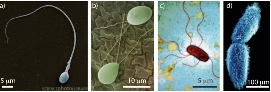 Fig. 1.1: Les microorganismes se déplacent au moyen de cils ou flagelles. a) spermato- spermato-zoïde