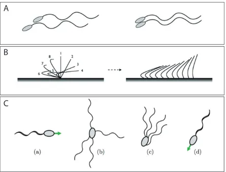 Fig. 1.8: Interactions entre flagelles ou cils. A : Deux spermatozoïdes nageant à proxi- proxi-mité avec un déphasage arbitraire se synchronisent
