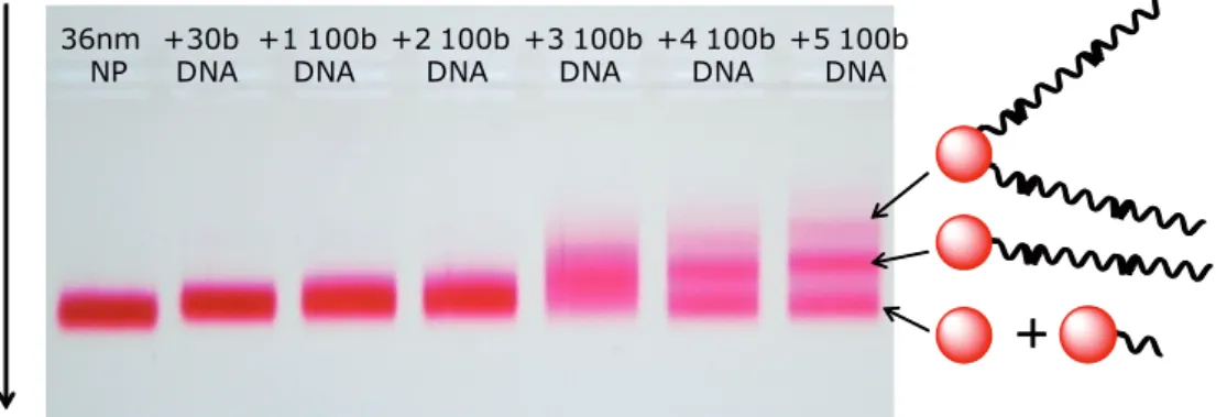 Figure 2.7 – Puriﬁcation d’électrophorèse de NPsAu de 40 nm de diamètre liées à un brin d’ADN de 30 bases hybridé sur 15 bases avec un nombre d’oligonucléotides de 100 bases compris entre 1 et 5 (colonne 2 à colonne 7) comparé à une référence de particule seule (colonne 1).