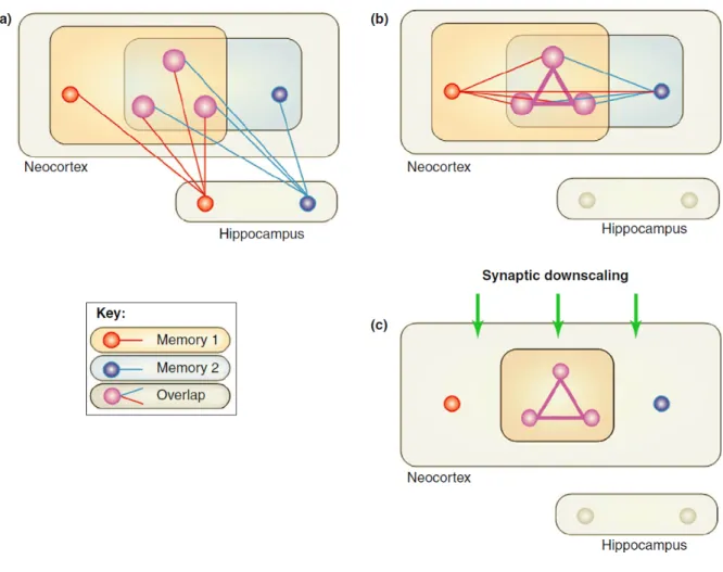 Figure 1.6: The iOtA mechanism (taken from Lewis and Durrant [ 42 ]). A larger neuron size indicates greater neural activation and a thicker line indicates a stronger synaptic connection